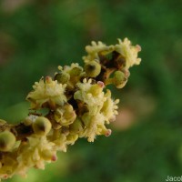 Glenniea unijuga (Thwaites) Radlk.